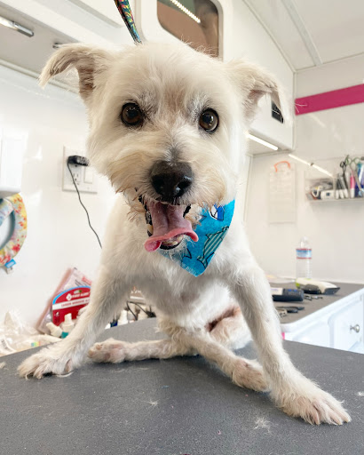 A Splash of TLC - A Top Mobile Dog Groomer