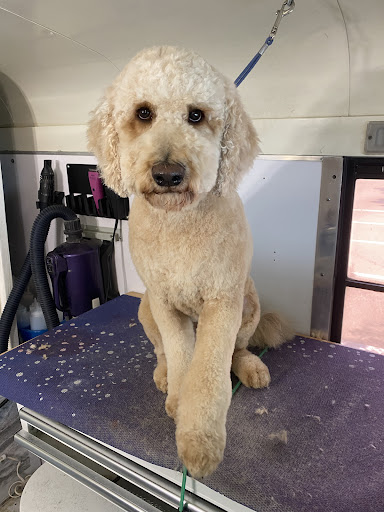 Cheyenne’s Mobile Dog Grooming