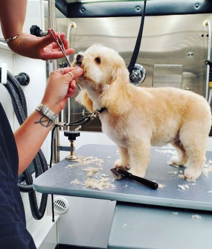 Groom Vroom Mobile Grooming