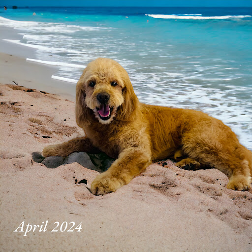 Loving Lather Mobile Pet Grooming