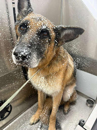 Melody Mobile Pet Grooming