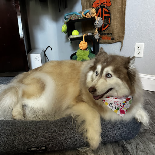 Muddy Paws Mobile Pet Grooming
