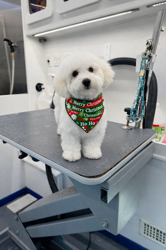 R&B Mobile Pet Grooming