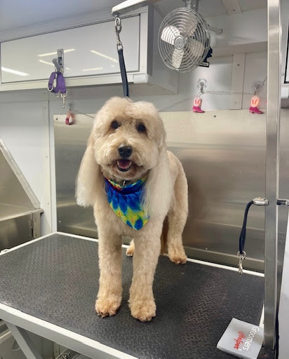 Zoomin Groomin